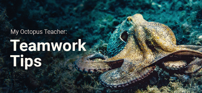 Your Website of the Month: Teamwork Tips from My Octopus Teacher